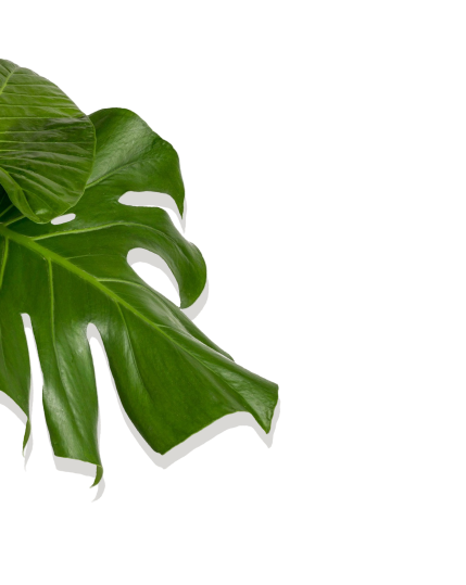 Plant iamge