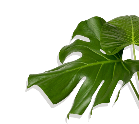 Plant image